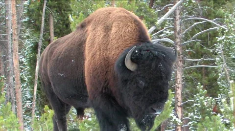 Buffalo in snow Stock Footage 550501