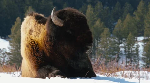 Buffalo in snow Vídeos de archivo 61578867