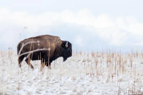 Buffalo in the snow Stock Photos