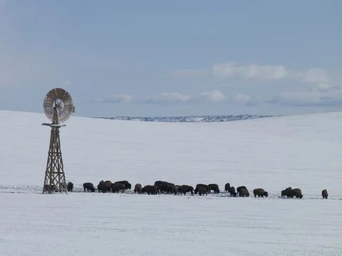 BUFFALO IN SNOW Stock Photos