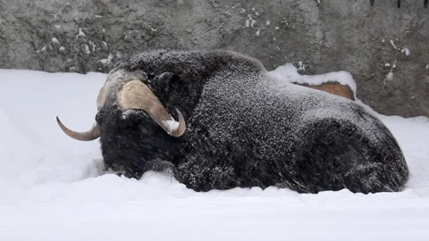 Buffalo snowy flakes Stock Footage 147330260
