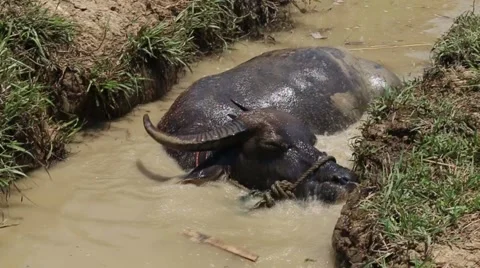 Buffalo is soak water. Stock-Footage 49878563