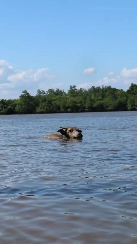 Buffalo soaking and bathing in the river. cooling the body Stock Footage 296610635