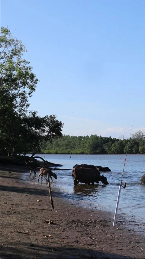 Buffalo soaking and bathing in the river. cooling the body Stock Footage 296611020