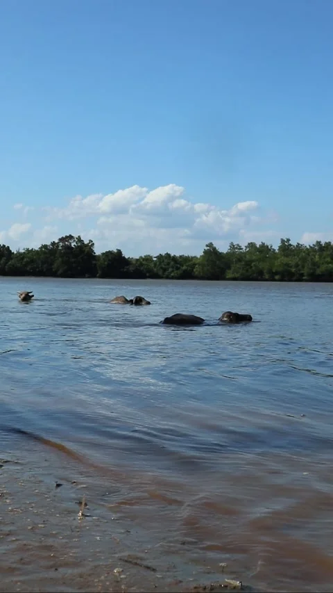 Buffalo soaking and bathing in the river. cooling the body Stock Footage 296612609