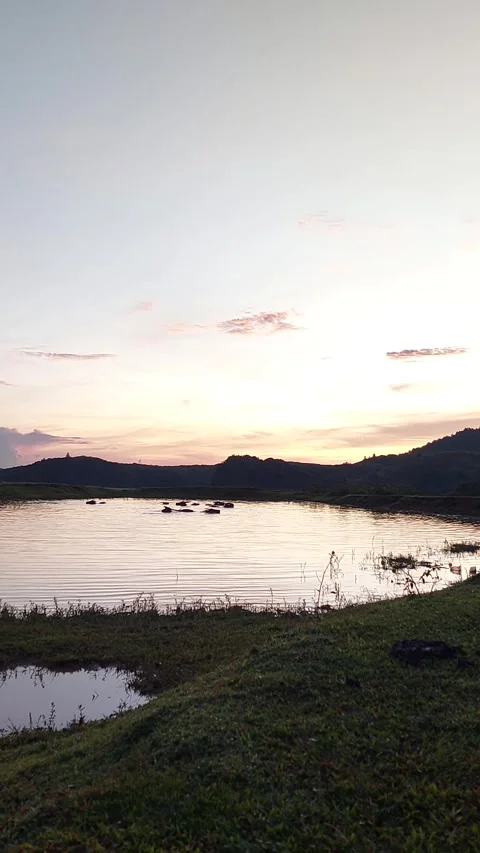 Buffalo soaking in the rays of the rising sun Stock Footage 242672010