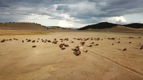 Buffalo spot Stock Footage 120755168