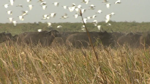 Buffalo Stampede with Egrets Video stock 106817108