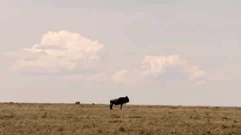 Buffalo Standing Alone in the sun Stock Footage 270219330
