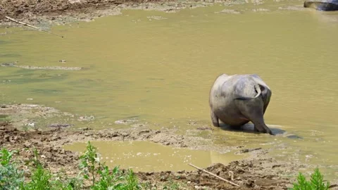 Buffalo Standing and Cooling Off in Muddy Green Water Video stock 344022127