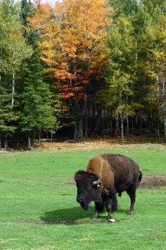 Buffalo standing in front of fall colored trees Stock Photos