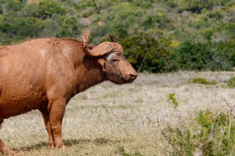 Buffalo standing full of mud Stock Photos