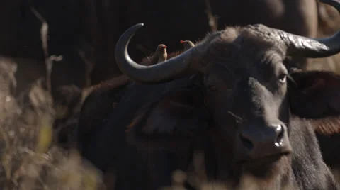 A Buffalo standing with two Red-billed Ox peckers on its back Stock Footage 53774719