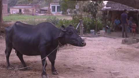 Buffalo standing on the veranda Stock-Footage 90848308