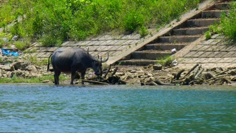 Buffalo stands on river bank and rubs horn on branch Stock Footage 100190801