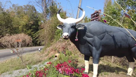 Buffalo stands on the road Stock Footage 150343904
