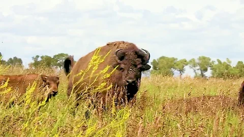 Buffalo Staring at the camera Stock Footage 98553190