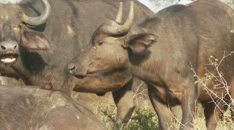 Buffalo staring 库存影片 521742