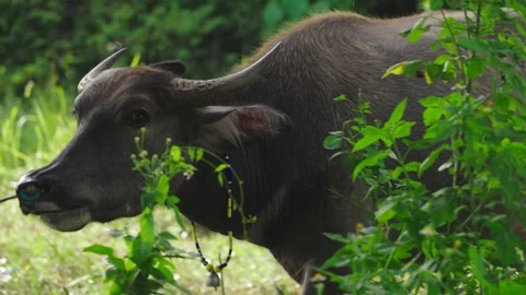 Buffalo staring Stock Footage 291522171