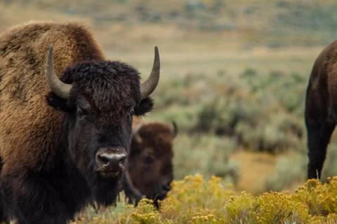 Buffalo Staring Stock Photos