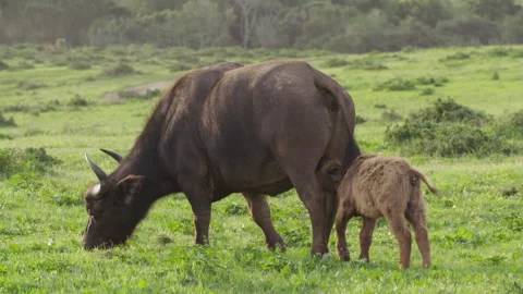 Buffalo Suckleing Stock Footage 142090552