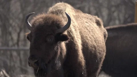 Buffalo in the Sun Stock Footage 237774005