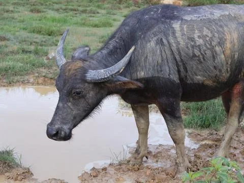 Buffalo sunbathing after soaking in mud Stock Photos