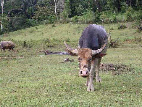 Buffalo sunbathing after soaking in mud Stock Photos
