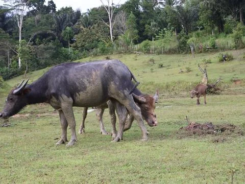 Buffalo sunbathing after soaking in mud Stock Photos