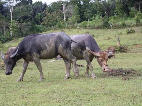 Buffalo sunbathing after soaking in mud Stock Photos