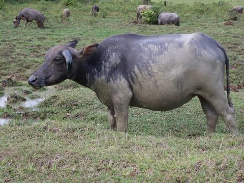 Buffalo sunbathing after soaking in mud Stock Photos