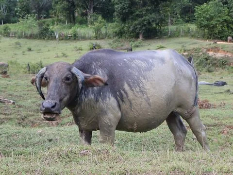 Buffalo sunbathing after soaking in mud Stock Photos