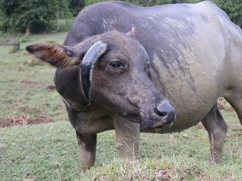 Buffalo sunbathing after soaking in mud Foto stock