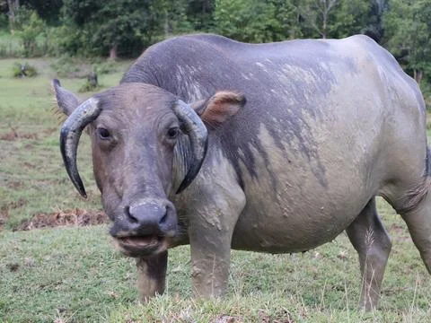 Buffalo sunbathing after soaking in mud Stock Photos