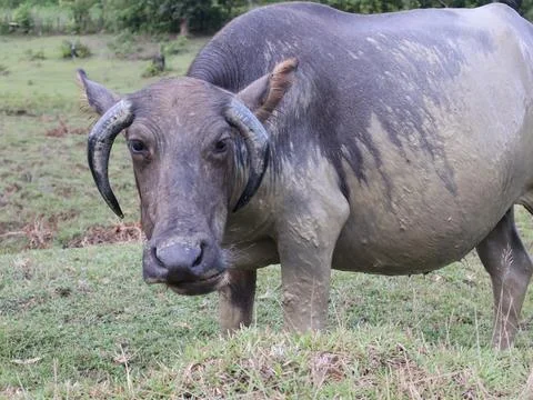 Buffalo sunbathing after soaking in mud Stock Photos