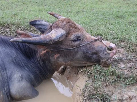 Buffalo sunbathing after soaking in mud Stock Photos
