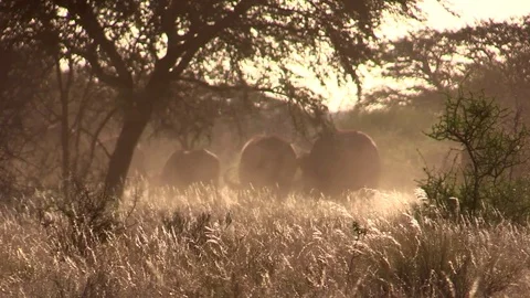Buffalo Sunset and Dust Video stock 69936190