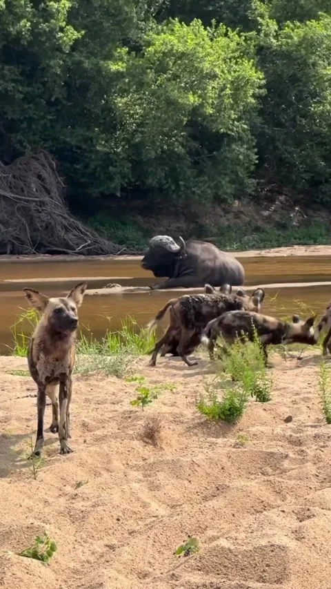 Buffalo surrounded by wild dogs in the river Stock Footage 319374987