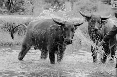 Buffalo takint a bath Stock Photos