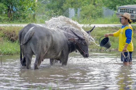 Buffalo takint a bath Stock Photos