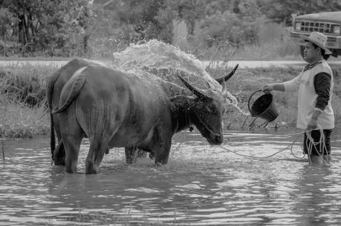 Buffalo takint a bath Stock Photos