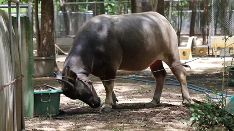 Buffalo in Thailand Stock Footage