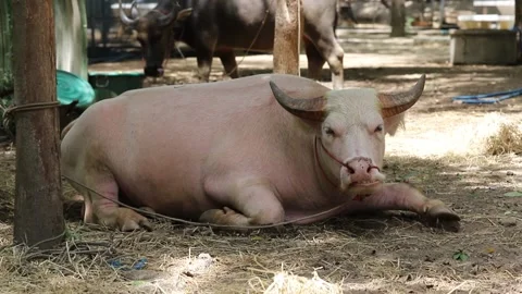 Buffalo in Thailand Stock Footage 134821506