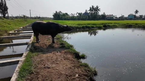 Buffalo by Tranquil Rice Pond Stock Footage 291392969
