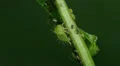 Buffalo Treehopper (Ceresa alta) Nymph 1 HD Footage