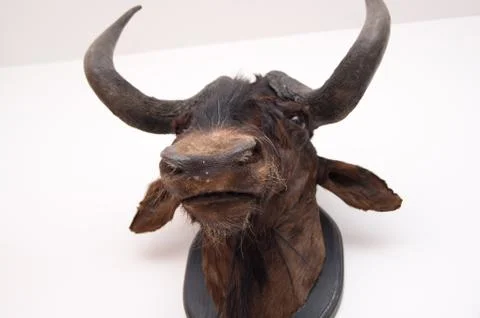 The buffalo trophy Stock Photos