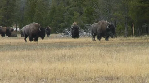 BUFFALO TROT 動画素材 19999654