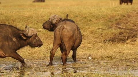 Buffalo trots through shallow water in africa Stock-Footage 119231632