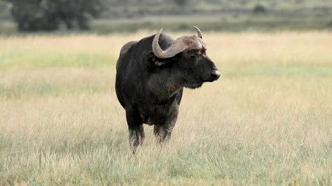 Buffalo turning to camera slow motion Видео 131944997