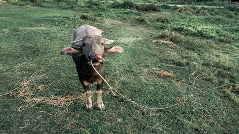 Buffalo vs Drone Stock Photos